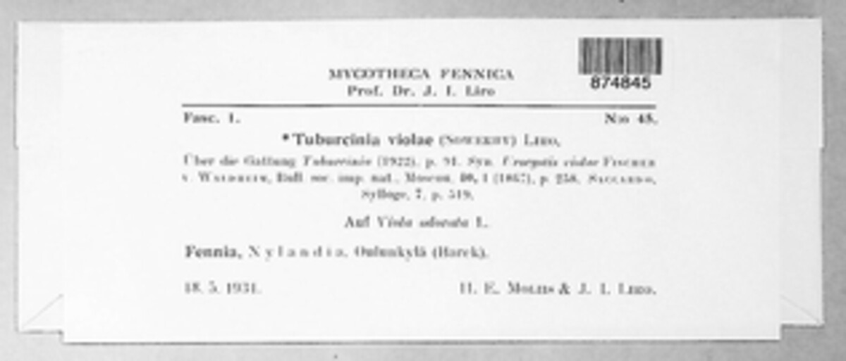 Tuburcinia violae image
